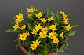 Image result for Isopyrum nipponicum