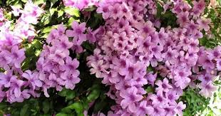 Image result for Mansoa difficilis