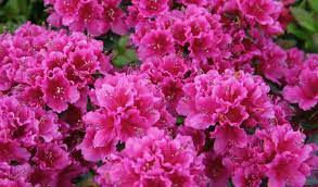 The Language Of Flowers Azalea Flower Beautiful Flowers Azaleas