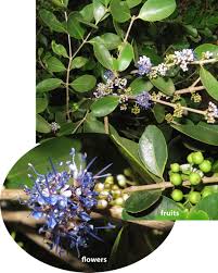 Image result for Warneckea sp.