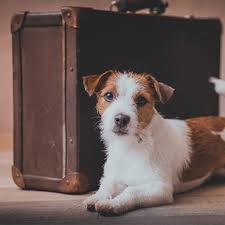 Bei einem urlaub mit hund in der ferienwohnung genießt du viel freiheit und platz. So Einfach Machst Du Deine Wohnung Hundesicher Tierisch Wohnen