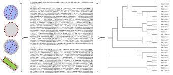 Phylogenetic Tree Activity