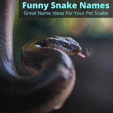 Funny Snake Names Great Name Ideas For Your Pet Snake