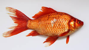 Communication événementielle contact@poissondavril.fr 04 79 25 98 00. Happy Poisson D Avril Girl Gone Gallic