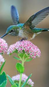 June Bird Of The Month Pin By June Gardner On Hummingbird Watch Hummingbird Pictures Beautiful Birds Bird