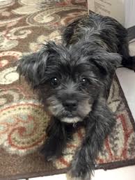 Check spelling or type a new query. 26 Shih Tzu Mixes Adorable Shih Tzu Mixed Breeds