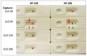 Pathogens Free Full Text Application Of Dna Aptamers And Quantum Dots To Lateral Flow Test Strips For Detection Of Foodborne Pathogens With Improved Sensitivity Versus Colloidal Gold Html