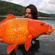 Some have teeth that are designed to catch and kill prey. Can You Eat Goldfish And Why You May Not Want To Pond Informer