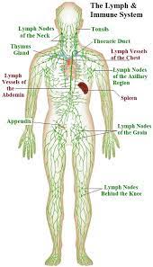 The lymphatic system of the rabbit could be defined as eight lymphatic territories, each with its own lymphatic vessels and lymph node. Lymphatic System Anatomy And Physiology Ganglion Gesundheit Tipps
