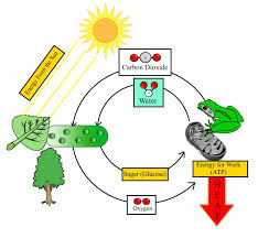 Respiration is the chemical process of releasing energy from organic compounds. Illustration Of Photosynthesis And Cellular Respiration Download Illustration 2020