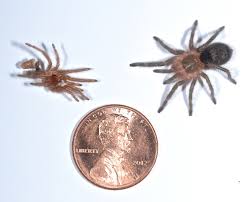 Maybe you would like to learn more about one of these? Chaco Golden Knee Tarantula Grammostola Pulchripes Development Things Biological