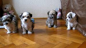 Bichon Havanese Puppies Youtube