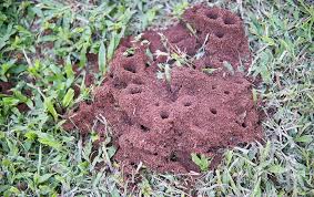 Image result for Fire Ant Sting