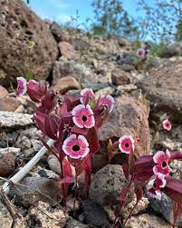 Image result for Disperis mozambicensis