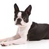 Beauteous french bulldog puppies for sale. 1