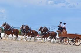 Ontario Clydesdale Club