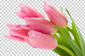 65+ background bunga bunga pink. Desktop Pink Flowers Tulip Png Clipart 4k Resolution Bunga Closeup Color Computer Free Png Download