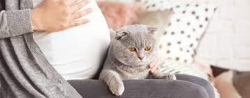 Bin ich schwanger oder nicht? Toxoplasmose In Der Schwangerschaft Und Alle Symptome Focus Arztsuche