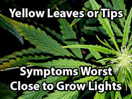 Cannabis Light Burn Light Bleaching Symptoms Solutions