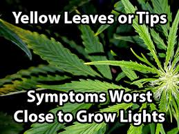 cannabis light burn light bleaching symptoms solutions