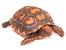 African Spur Thighed Tortoise