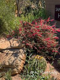 Alibaba.com offers 2137 red flower bushes products. Perennial Archives Desert Gardening 101
