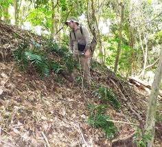 Habitat of Zamia pumila L. in P-2 (left) and P-3 (right).