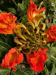 Costa rica flowers, fruits, and plants for more of our visit to costa rica click on butterflies, animal s and bird s, tortuguero, arenal or san jose. 28 Costa Rica Trees Plants Flowers Ideas Planting Flowers Plants Costa Rica