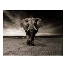 African Elephant Black And White Elephant Pictures Pin On Hippie Art