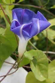 The Best Flowering Vines For Central Florida Ehow Com Flowering Vines Florida Plants Florida Flowers