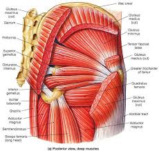 The Gluteus Maximus Is A Uniquely Human Muscle And We Are A Tight Assed Species Who Need To Learn To Relax Our Butts We Are Hip Workout Muscle Anatomy Anatomy