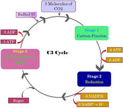 Difference Between C3 C4 And Cam Pathway With Comparison