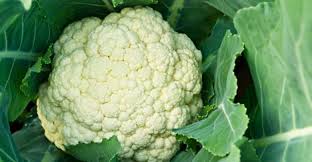 Risultati immagini per CAVOLFIORE