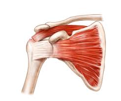 Image result for Rotator Cuff Injury