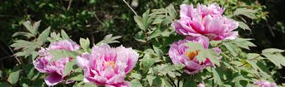 Find help and information on paeonia suffruticosa 'godaishu' tree peony mouton peony, including varieties and pruning advice. Tree Peony Melinda Myers