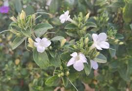 Image result for Barleria whytei