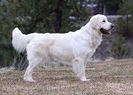 Akc/ekc registered males & females from championship lines. English Cream Golden Retriever Puppies English Golden Retrievers Retriever Puppy Retriever