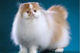 The persian, also known as the persian longhair, is the most popular pedigreed cat in north america. Persian Cat Biological Science Picture Directory Pulpbits Net