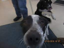 Adopt Chief 530d19 On Petfinder Dog Adoption Help Homeless Pets Blue Heeler Dogs