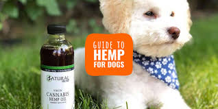 That being said, you could technically give your dog human cbd oil so long as it's derived from hemp, contains little to no thc, and doesn't contain. Hemp For Dogs Guide Safety Benefits Reviews