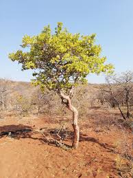 Image result for Ochna pulchra