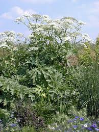 Image result for Heracleum