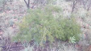 Image result for Searsia lucida