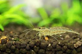 Check Out 4 Awesome Algae Eating Shrimp For Freshwater Fish Tanks In 2020 Fresh Water Fish Tank Fish Tank Ghost Shrimp
