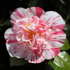 camellia japonica extravaganza u s 1957 季節の生花種類 美しい花 椿 花