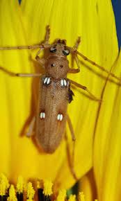 Image result for Ivory 1950 Beetle