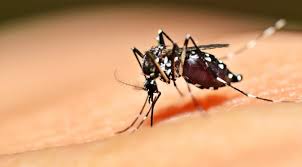 Check spelling or type a new query. Penyakit Demam Berdarah Dengue Gejala Penyebab Pengobatan Klikdokter Com