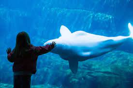 Check spelling or type a new query. Vancouver Aquarium Kanada Franks Travelbox