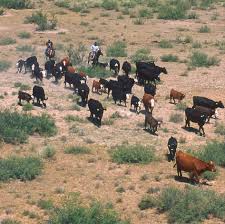 Check spelling or type a new query. Cattle Drives In The United States Wikipedia