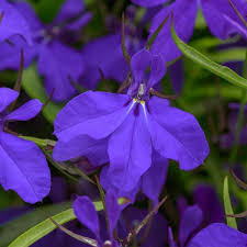 Image result for Lobelia thermalis